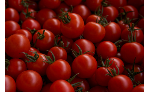 【農福連携】PF-09　どっさりトマトの満喫セット　トマト好きの方はぜひ！