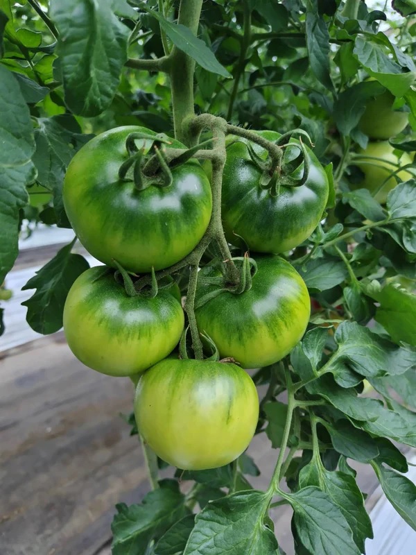 SFS-01　第4回全国トマト選手権銀賞受賞農園から贈る大玉トマト詰め合わせ