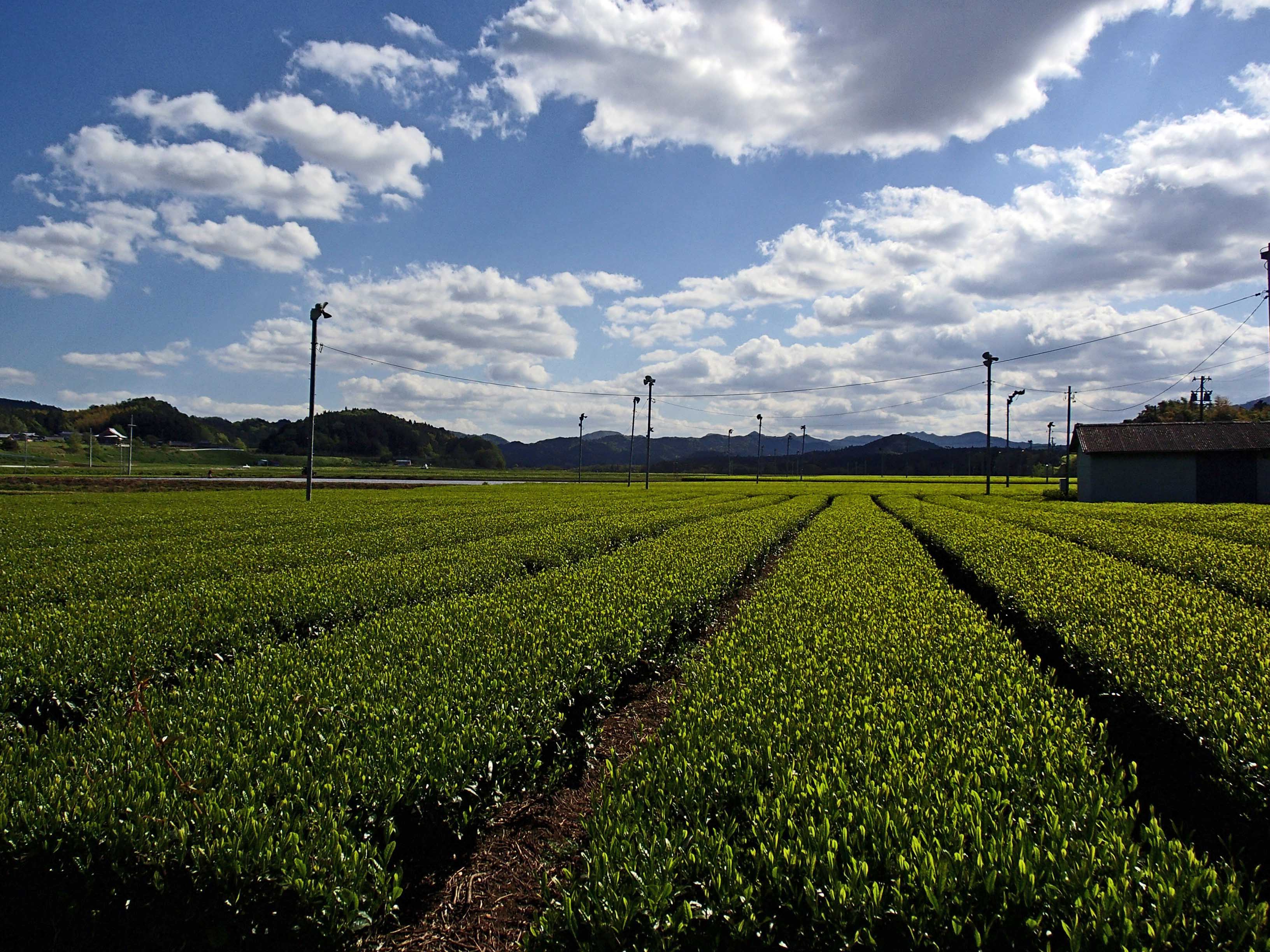 【高島屋選定品】<川原製茶>一番茶伊勢茶ペットボトル　24本　TSY-04-01