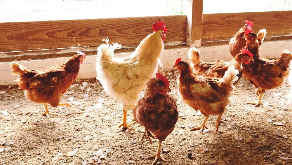 JK-01 たまご屋さんの ギフトセット (平飼い有精卵)