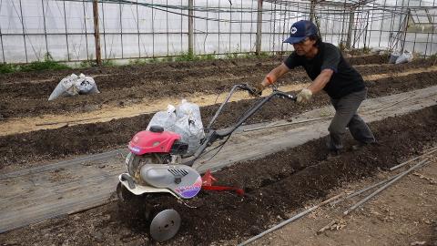KN-01　2015世界土壌微生物五輪で銀メダル受賞！土力のフルーツトマト