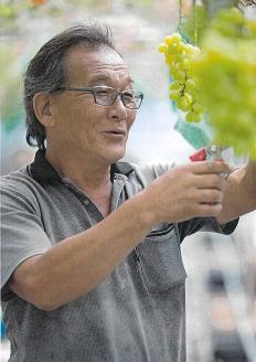 TD-07　糖度20度以上！粒詰めシャインマスカット1kg（粒500ｇ‪✕‬2袋）※収穫終了間際のため規格外品も含みます