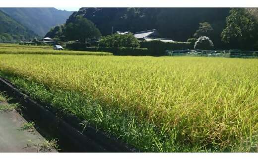 コシヒカリ 5㎏ れんげ緑肥で育てたみえの安心食材の認定 　化学肥料 不使用 みえ 安心食材認定 国産 コシヒカリ コシヒカリ コシヒカリ コシヒカリ GE-03