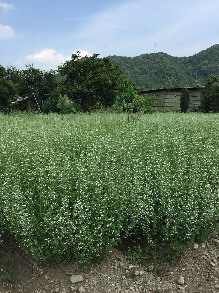 無農薬ハーブ園から採取した超希少な日本ミツバチの蜂蜜　GE-05