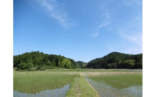 NE-02-01　【令和7年産】新米 コシヒカリ 10㎏ ( 5kg ×2 )