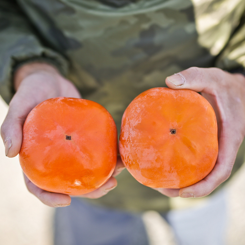 三重の安心食材認定！ 【2025年発送】三重の安心食材認定！中村農園の次郎柿 M・Lサイズ　22個 (約5～6㎏)　先行予約 先行 予約 柿 カキ かき 減農薬 安心 贈答 果物 くだもの フルーツ 三重県 多気町 NN-03