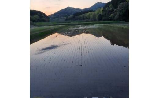 【令和7年産米】ミルキークイーン 10㎏ (5㎏×2) 米 コメ みるきーくいーん 精米 白米 10kg 5kg 国産 ごはん 人気 おすすめ  三重県 多気町 NNS-01