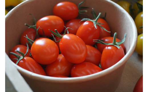 【農福連携】PF-09　どっさりトマトの満喫セット　トマト好きの方はぜひ！