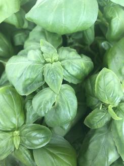 ON-01　世界初！高校のバイオマスプラントで栽培したバジルオイル　270ｇ×１本