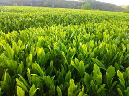 KH-02　伊勢茶ティーバックバラエティセット