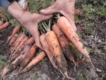 AF-02　旬の無農薬野菜と無農薬米のセット 《R5年産米》