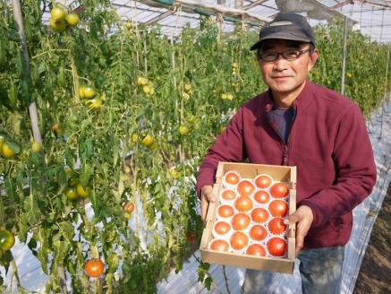 KN-01　2015世界土壌微生物五輪で銀メダル受賞！土力のフルーツトマト