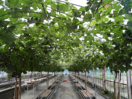 TD-07　糖度20度以上！粒詰めシャインマスカット1kg（粒500ｇ‪✕‬2袋）※収穫終了間際のため規格外品も含みます