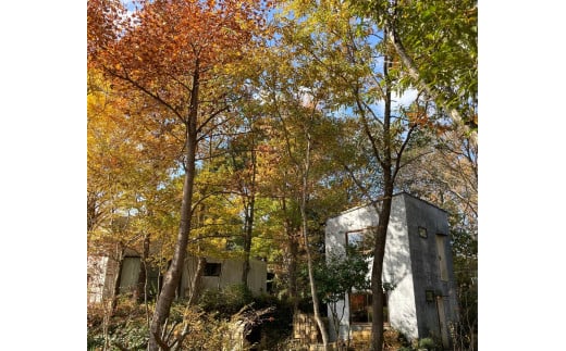 木漏れ日あふれる森の中の陶芸体験　APC-01