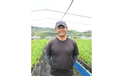 多気町産いちご　訳あり　章姫　１kg（250ｇ×4）　ワケアリ　訳アリ　イチゴ　苺　紅ほっぺ　きらぴ香　不揃い　HGY-01