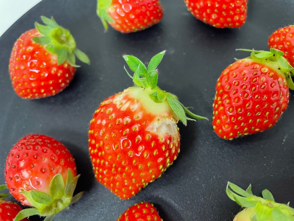 （小粒）農林水産大臣賞受賞農園からお届けする【訳アリ】かおり野　1kg (250g×4) /いちご イチゴ 苺 三重県 多気町 ISH-02