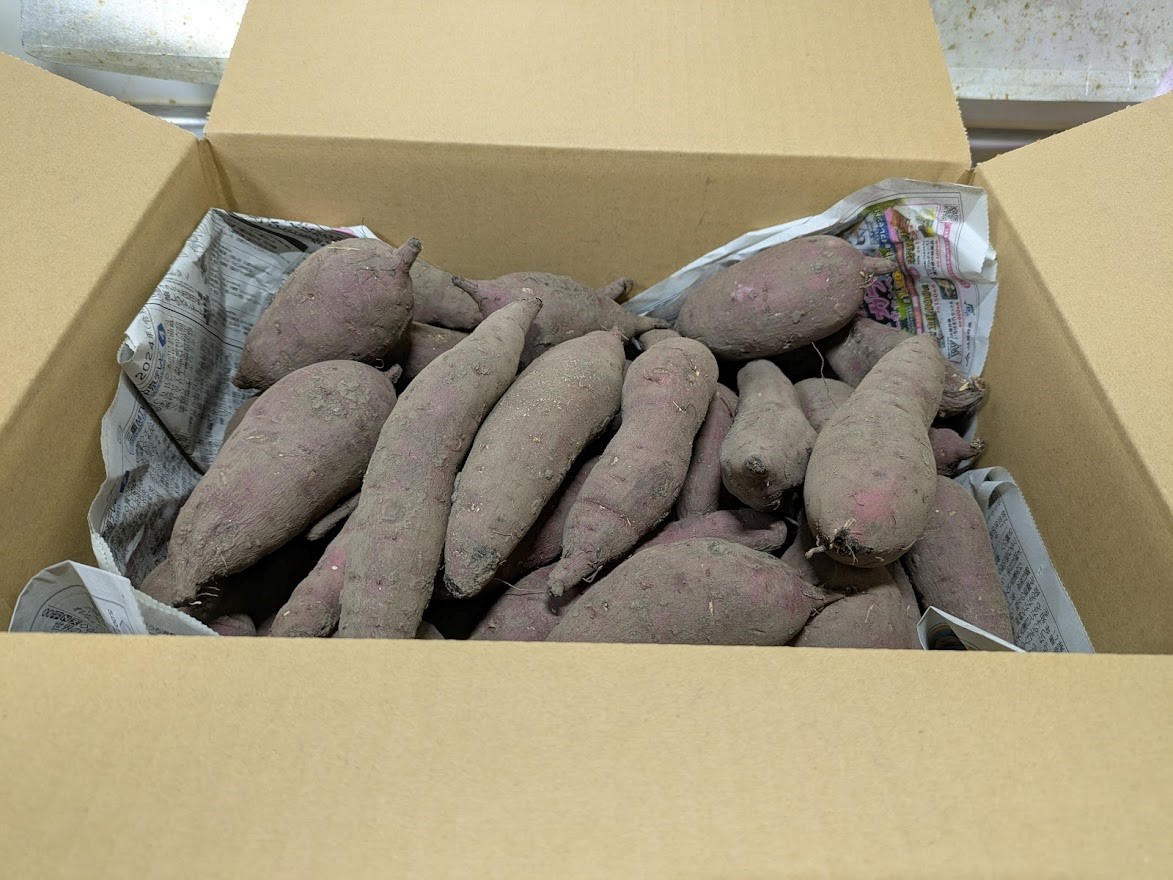 ≪訳あり≫ 栽培期間中、化学肥料・農薬不使用　温室効果ガス削減に貢献しながら、のどかな畑で大切に育てた　キズあり　サツマイモ（紅はるか）６ｋｇ　S～LLサイズ混合  MF-01