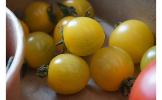 【農福連携】PF-09　どっさりトマトの満喫セット　トマト好きの方はぜひ！
