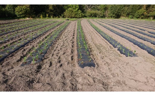  TZM‐01　有機肥料で土づくり　高い糖度が自慢のホワイトコーン　10本（約6kg）