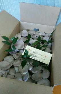 TN-01  べっぴんエリンギ！どどーんと 3.5ｋｇ！ tn-01