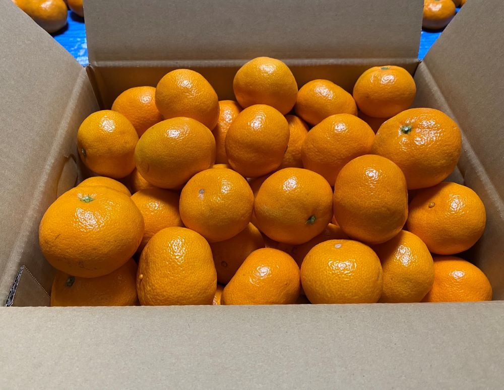 SN-01　【お届け時期限定】 早生みかん S～2Lサイズ 5kg
