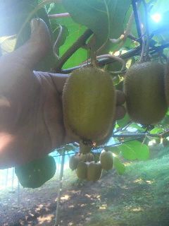 SY-01　スイートキウイ