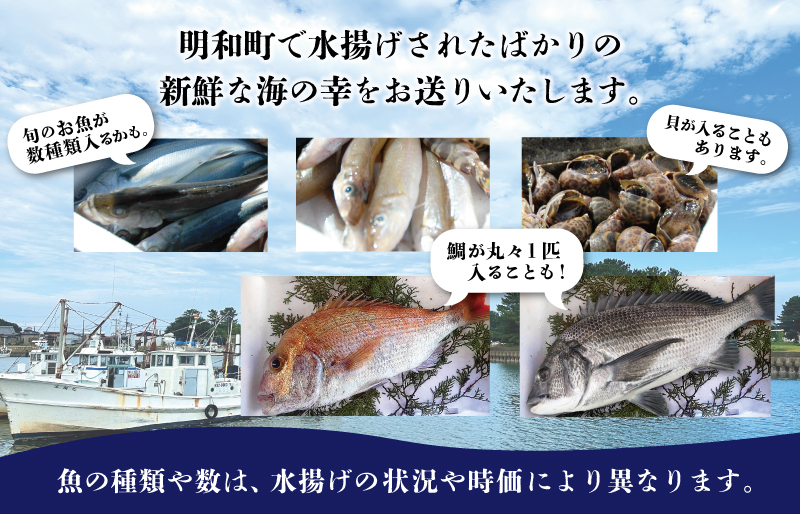 伊勢湾直送 なにが届くかな 明和の海産ガチャ Mサイズ 魚 貝 干物 海藻 新鮮 海鮮 海産 直送 海 漁師 おまかせ 旬 季節 お楽しみ 選べる内容量 U2