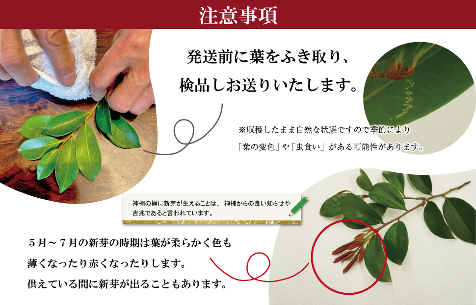 神棚用 榊  1対（2束）約25cm 神棚 さかき お供え 生花 本榊 サカキ 仏花 神具 国産 斎宮の榊