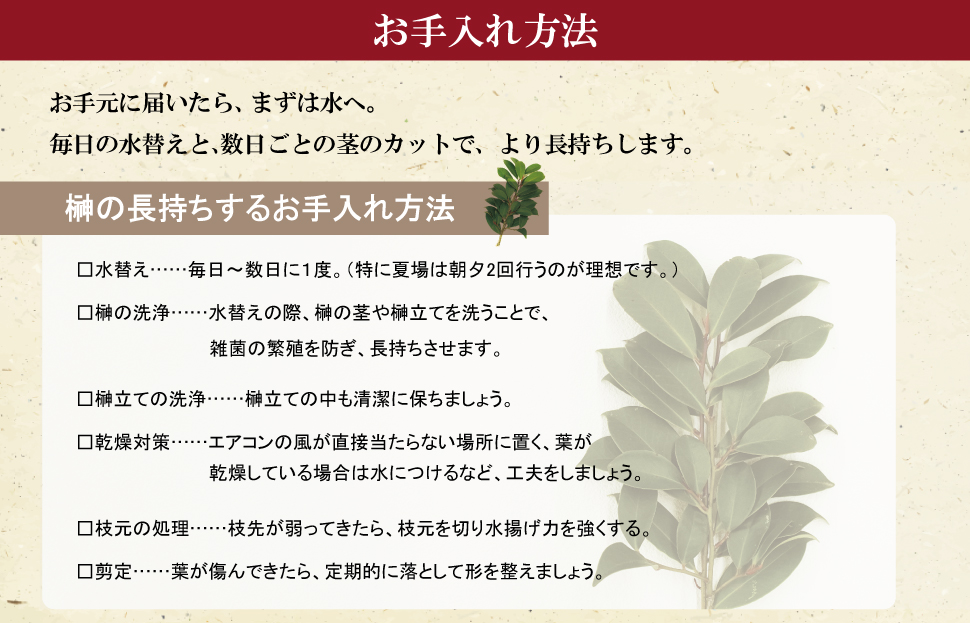 神棚用 榊  1対（2束）約25cm 神棚 さかき お供え 生花 本榊 サカキ 仏花 神具 国産 斎宮の榊