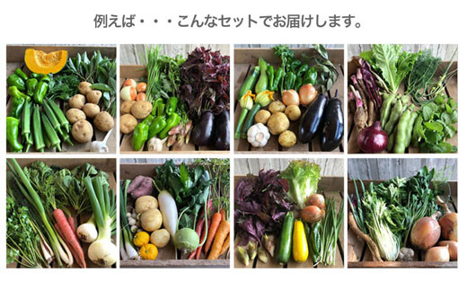 宮殿の厨房野菜 六月農園 おまかせセット 野菜 セット 産地直送 おまかせ 季節の野菜 旬 詰め合わせ 人気 限定 有機栽培 オーガニック 明和町 国産 リピート N5