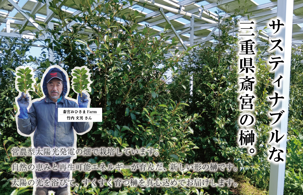 神棚用 榊  1対（2束）約25cm 神棚 さかき お供え 生花 本榊 サカキ 仏花 神具 国産 斎宮の榊