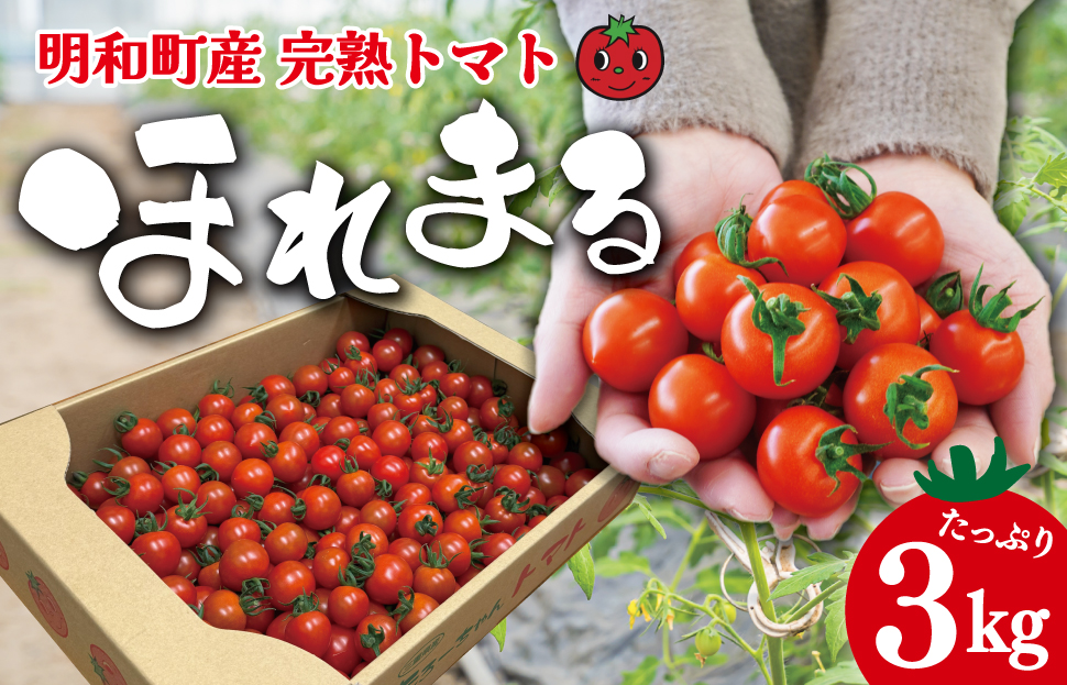明和町産 完熟 トマト ほれまる 3kg ミニトマト 朝採り 新鮮 生鮮 野菜 あっさり