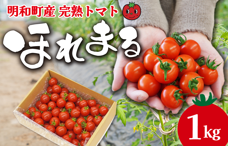 明和町産 完熟 トマト ほれまる 1kg ミニトマト 朝採り 新鮮 生鮮 野菜 あっさり