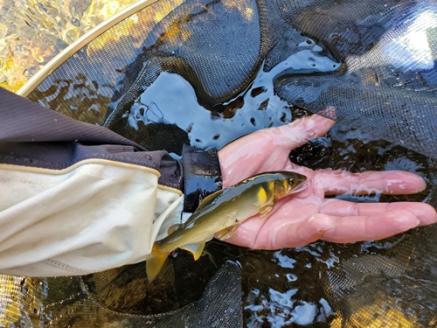 三重県 宮川上流漁業協同組合 鮎 友釣り 年券 遊漁証 ／ 釣り 川釣り アウトドア チケット 体験 釣り体験 クーポン券 年間パス 近畿地方 東海地方 中部 釣り好き ギフト 贈答用 三重県 大台町 (395)