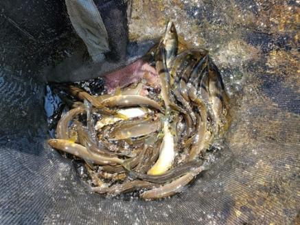 三重県 宮川上流漁業協同組合 鮎 友釣り 年券 遊漁証 ／ 釣り 川釣り アウトドア チケット 体験 釣り体験 クーポン券 年間パス 近畿地方 東海地方 中部 釣り好き ギフト 贈答用 三重県 大台町 (395)