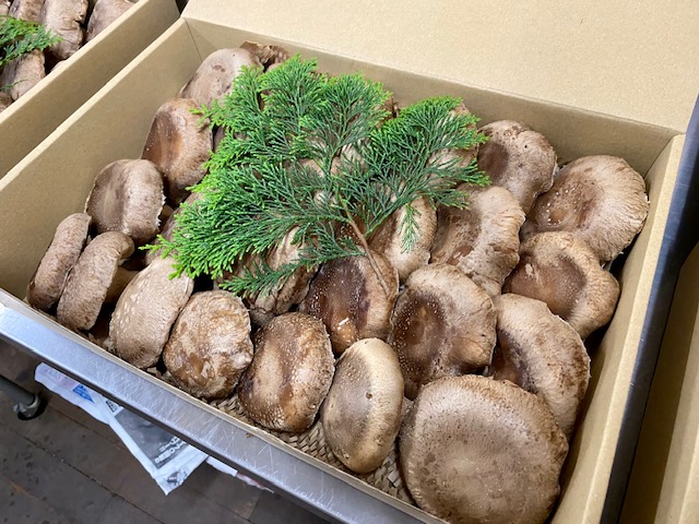 国内産菌床しいたけ