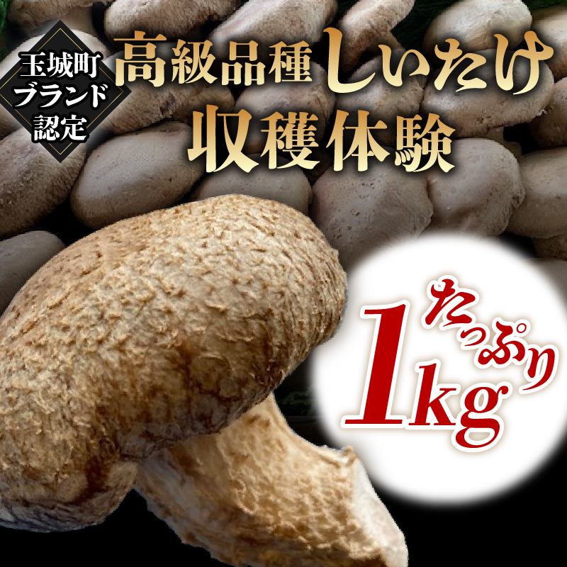 きのこ狩り(収穫体験チケット3名分)収穫量1kg