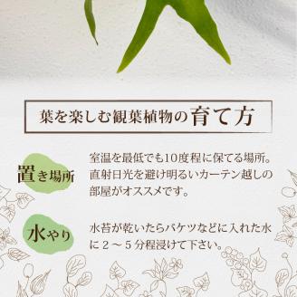 コウモリラン(ビカクシダ)焼き杉板付け