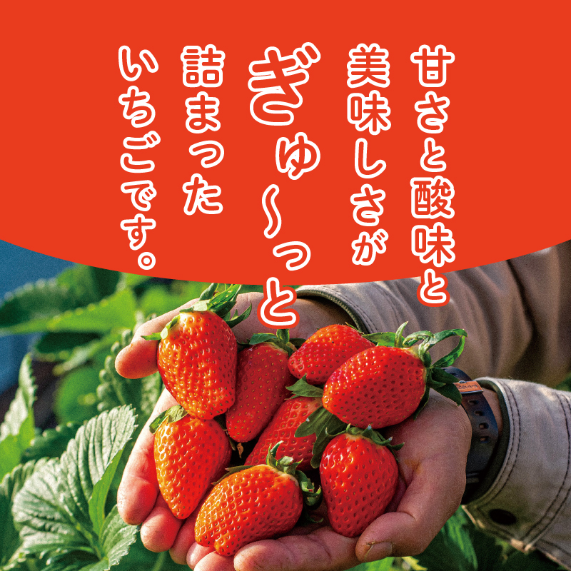 三重県玉城産 いちご 「章姫」12粒入り