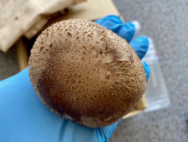 国内産菌床しいたけ