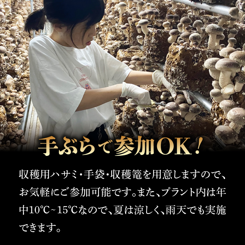 きのこ狩り(収穫体験チケット3名分)収穫量1kg