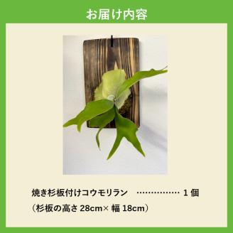 コウモリラン(ビカクシダ)焼き杉板付け