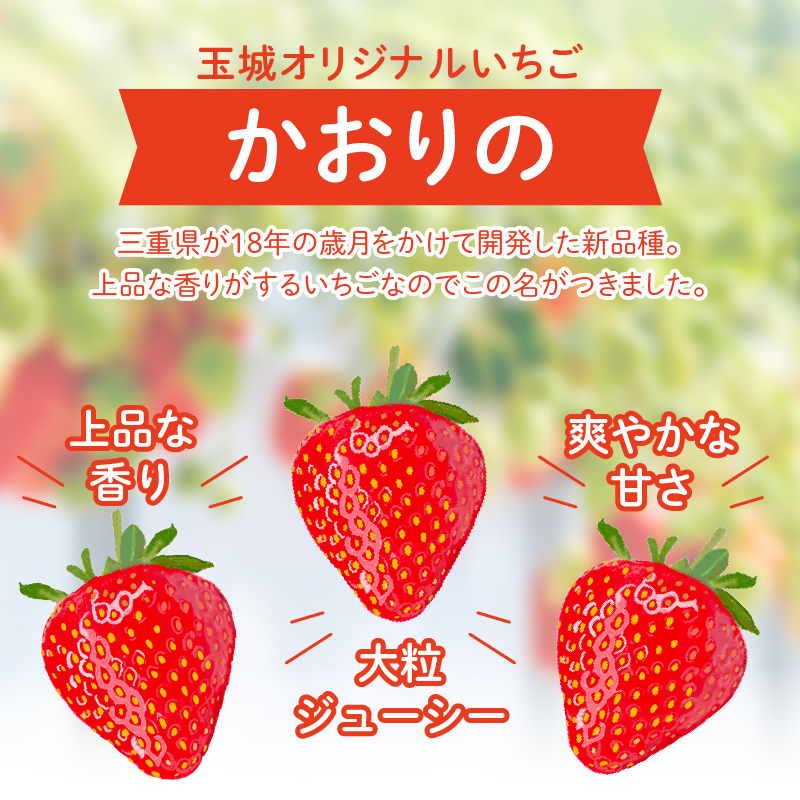 三重県玉城産 いちご 「かおりの」 12粒入り