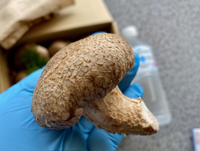 国内産菌床しいたけ