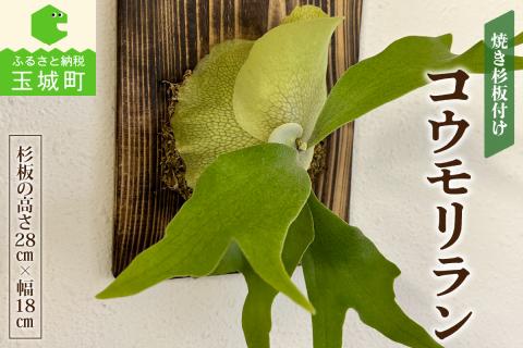 コウモリラン(ビカクシダ)焼き杉板付け