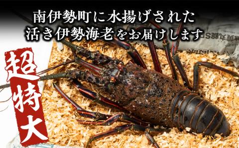 古銅　伊勢海老 伊勢海老(250g前後)<まるい鮮魚店> | AWAWA! FOOD(アワワフード)