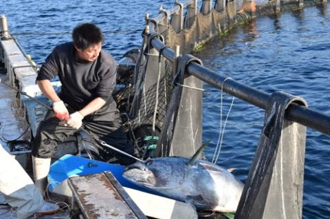 （冷蔵）南伊勢町産　養殖　本まぐろ　1本　20～30kg／三重外湾漁業協同組合　パーティー　イベント　丸ごと　鮪　三重県　伊勢志摩