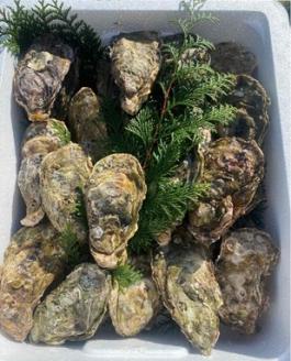 （冷蔵）セル牡蠣　竹コース　Lサイズ　20個　Mサイズ　10個　加熱用／シェルファームみつなが　かき　伊勢志摩　お取り寄せグルメ　三重県　南伊勢町