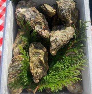 （冷蔵）セル牡蠣　梅コース　Mサイズ　28個　加熱用／シェルファームみつなが　かき　伊勢志摩　お取り寄せグルメ　三重県　南伊勢町