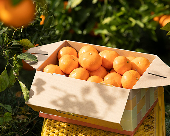 みかん 五ヶ所みかん 1箱 3kg 甘くておいしい ミカン 蜜柑 柑橘 果物 フルーツ 甘い 甘味 mikan 三重県 南伊勢町 伊勢志摩産